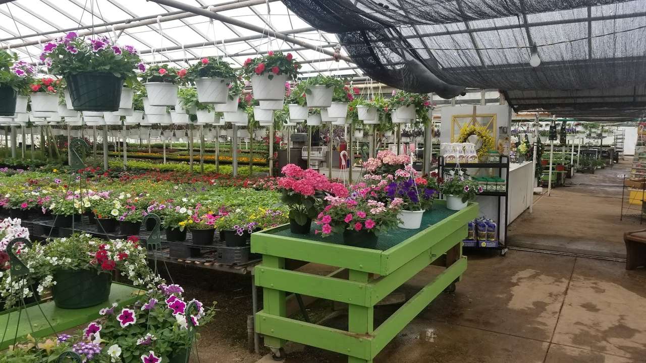 Inside the greenhouse: rows of hanging baskets overhead, benches of annuals below, and a lime-green display table of pink geraniums and petunias.