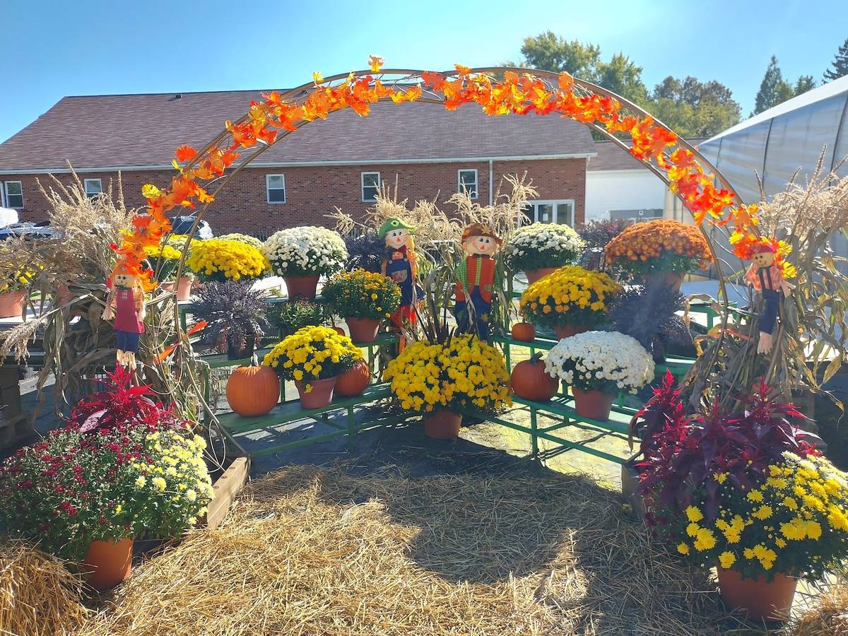 An outdoor fall display of yellow, white and burgundy mums, pumpkins and scarecrows on straw bales beneath an arch of orange fall leaves, a brick building behind.