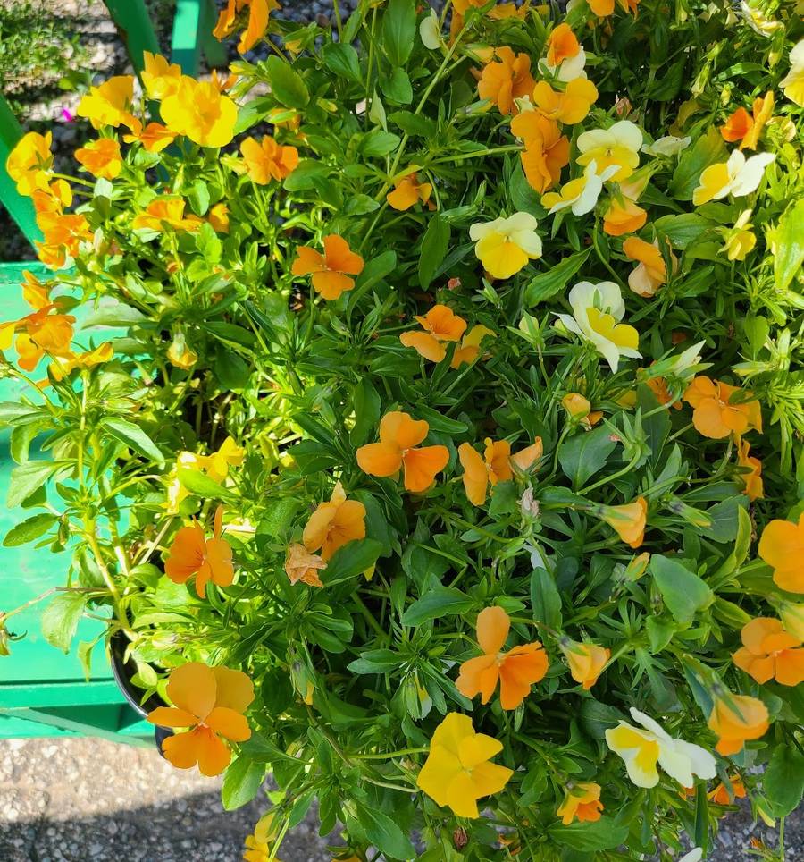 A hanging basket overflowing with orange and yellow pansies, with a green bench behind it.